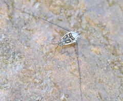 Trepobates knighti