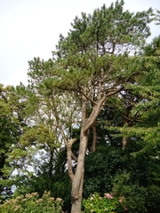 Pinus nigra