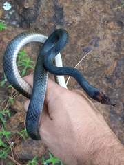 Masticophis flagellum flagellum