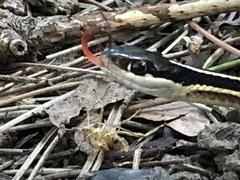 Thamnophis saurita septentrionalis