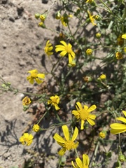 Senecio littoreus
