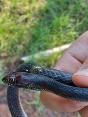 Masticophis flagellum flagellum