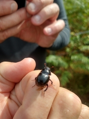 Anoplotrupes stercorosus