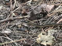 Thamnophis saurita septentrionalis