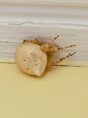 Araneus gemmoides