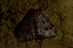 Triphosa dubitata