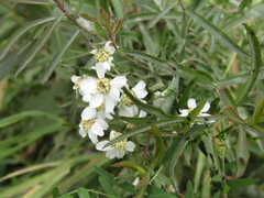 Achillea salicifolia