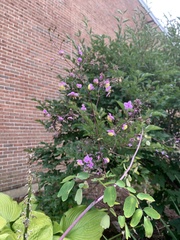 Thalictrum minus