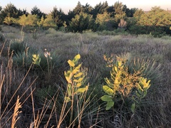 Asclepias