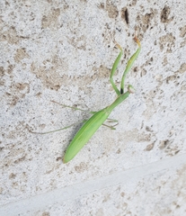 Mantis religiosa