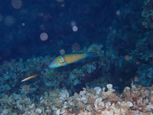 Vladika albanska (Thalassoma pavo)