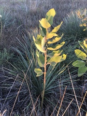 Asclepias