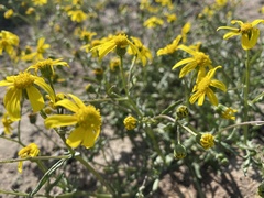 Senecio littoreus