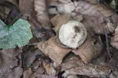 Geastrum triplex