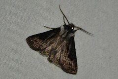Agrotis venerabilis