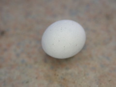 Hemidactylus frenatus