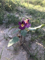 Proboscidea parviflora