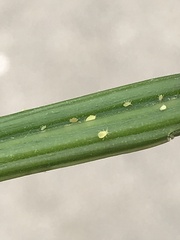 Aphidomorpha