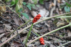 Arum maculatum