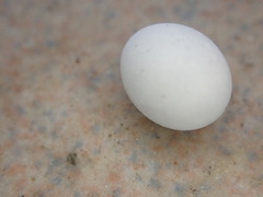 Hemidactylus frenatus