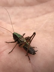 Metrioptera brachyptera