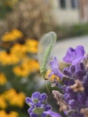 Chrysoperla rufilabris