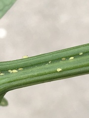 Aphidomorpha