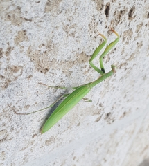 Mantis religiosa