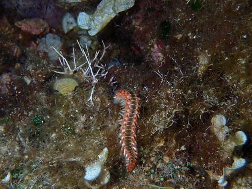 Vatreni crv (Hermodice carunculata)