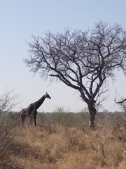 Giraffa camelopardalis giraffa