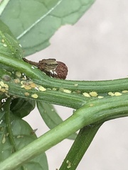 Aphidomorpha