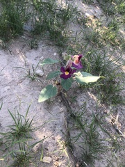 Proboscidea parviflora