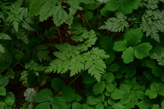 Chaerophyllum hirsutum