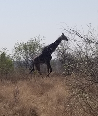 Giraffa camelopardalis giraffa