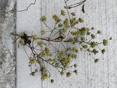 Thalictrum minus