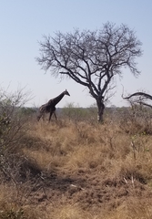 Giraffa camelopardalis giraffa