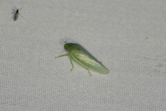Rugosana querci