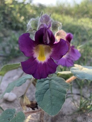 Proboscidea parviflora