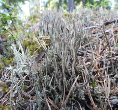 Cladonia cornuta cornuta