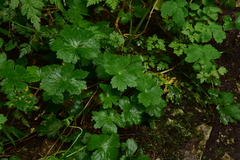 Geranium phaeum