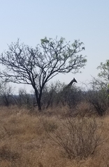 Giraffa camelopardalis giraffa