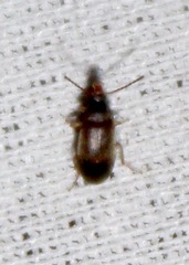 Isomira
