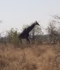 Giraffa camelopardalis giraffa