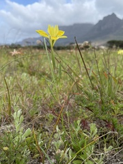 Moraea fugax