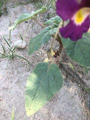 Proboscidea parviflora