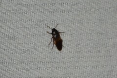 Melandryidae