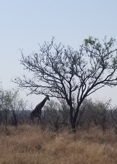Giraffa camelopardalis giraffa