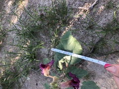 Proboscidea parviflora