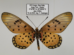 Acraea pseudegina