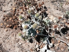 Eryngium maritimum